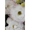 LISIANTHUS, CUT FLOWER DOUBLE, ABC 1 ROSE RIM, 1000 semien