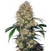 Sensi Seeds Sensi Amnesia XXL Automatic semena neobsahují THC 5 ks