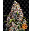 Barney's Farm Strawberry Cheesecake semena neobsahují THC 5 ks