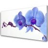 Nástenný panel Kvety rastlina 100x50 cm