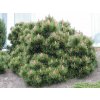Borovica horská Mugo Pumilio 10-20 cm, kont. p13