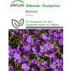 Saflax Aubrieta - 250 zŕn