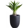 FINNSA AGAVE, cca. 80CM