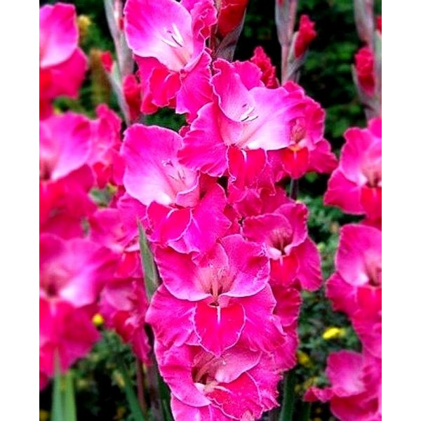 Gladiola LA JOLLA desde 0,33€ - Heureka.sk