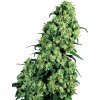 Sensi Seeds Cannabis Seeds Skunk #1 Feminizované od White Label, 3-10 ks 10 ks