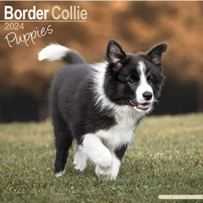 Border Collie Puppies Square Dog Puppy Breed Wall 16 Month 2024