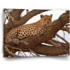 Sablio Obraz Leopard 2 - 60x40 cm