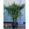 Trachycarpus fortunei - 3 kmene - 90 l Konkrétna rastlina podľa fotografie: Rastlina č. 4 (fotografia 4)