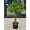 Trachycarpus fortunei vo výške 160 cm s výškou kmeňa 47 cm