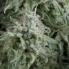 Pyramid Seeds Auto Anubis semena neobsahuji THC 100 ks