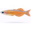 Aquascaperi Dúhovka Red Neon - Pseudomugil / sp. red neon