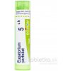Eupatorium Perfoliatum gra.1 x 4 g 5CH