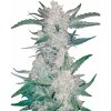 Fastbuds - Mexican Airlines Auto 5 ks - Semená neobsahujú THC