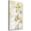 Vertikálny foto obraz na plátne Biela orchidea 50x100 cm