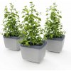Gusta Garden HERBS BUDDY samozavlažovací kvetináč svetlosivý, 3ks v balení GG-120F11