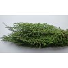 Stabilizovaná rástlina Stoebe – farba zelená