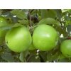 Jabloň Granny Smith na cca 100cm kmeni, výška 160-180cm, obv. km. 6-8cm, kont. 10 l