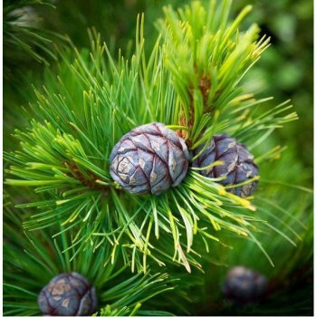 Borovica Limba - sibírsky céder - Pinus cembra sibirica - semená borovice -  7 ks od 1,78 € - Heureka.sk