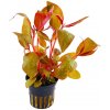 Alternanthera reineckii lilacina