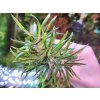 Pogostemon stellatus Strong