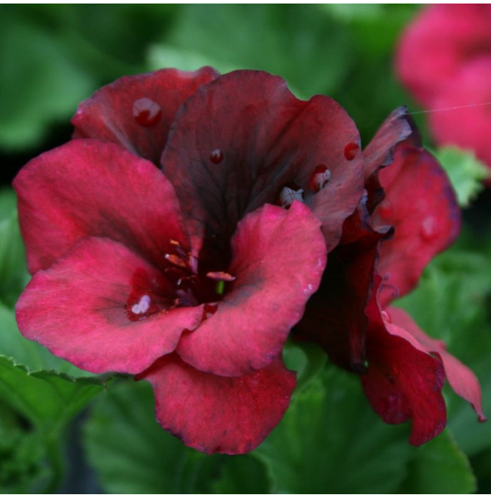 Muškát pásikavý Black Velvet Violet F1 - Pelargonium zonale - semená - 6 ks