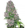 Sensi Seeds Purple Bud neobsahuje THC 10 ks