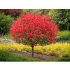 Červienka fraserova Little Red Robin na 130-140 cm kmienku,výška 170-190 cm, kvetináč 12 l