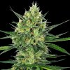 Sensi Seeds - Tangerine Sugar 3 ks - semená neobsahujú THC