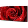 Foto obraz na plátne do obývačky Kvapky na ružu 100x50 cm