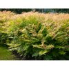 Tavoľníkovec jarabinolistý (Sorbaria sorbifolia) ´SEM®´ - výška 20-30 cm, kont. C3L