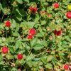 Jahoda indická Tutti Frutti - Duchesnea indica - semená - 15 ks