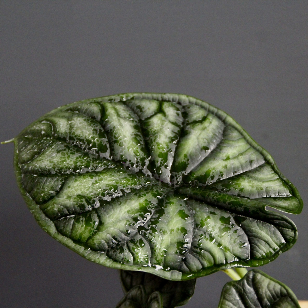 Alocasia Dragon Scale