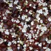 Begónia Marsala F1 White - Begonia semperflorens - semená - 20 ks