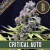Blimburn Seeds Cannabis Seeds Critical Auto 9 ks