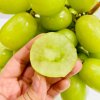 Vinič Autumn Crisp bezsemenné vrúbľované na podpníku RU-140 dvojročná sadenica.