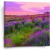 Sablio Obraz Levanduľové pole 2 - 50x50 cm