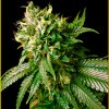 Anaconda Seeds - Strong Skunk 5 ks - Semienka neobsahujú THC