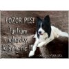 Pozorpes.sk, výstražná tabuľka (Border kólia)