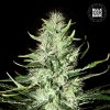 Bulk Seed Bank - Auto Mazar Extra 1000 ks - Semená neobsahujú THC