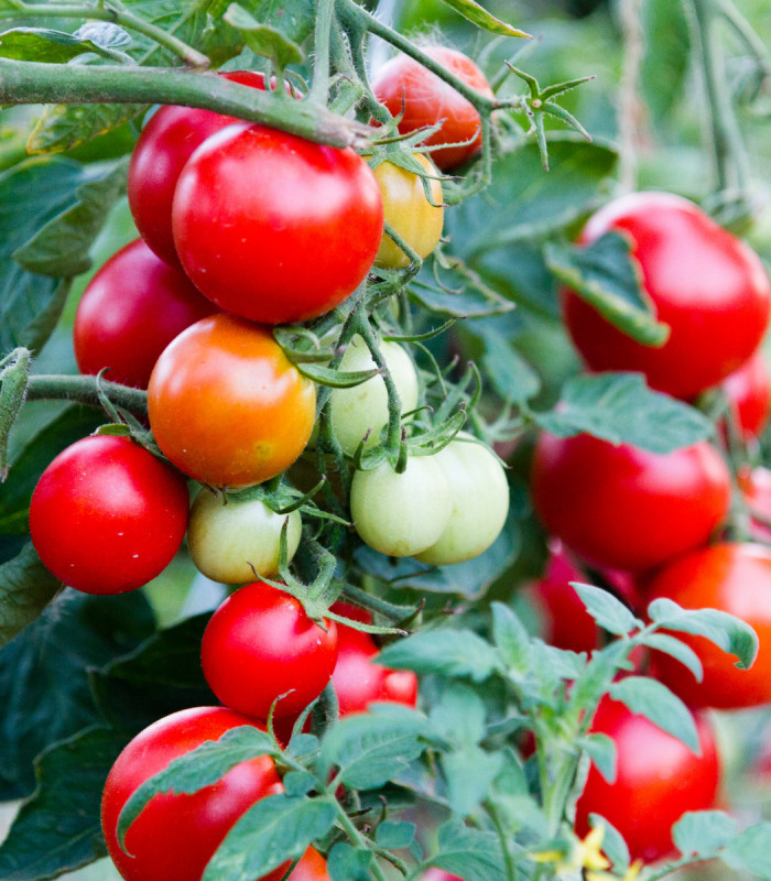 Paradajka balkónová Balkonstar - Solanum lycopersicum - semená paradajok - 10 ks