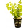 Lysimachia nummularia