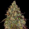 Barney´s Farm - Amnesia Lemon 5 ks - Semienka neobsahujú THC