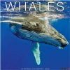 Whales 2026 12 X 12 Wall Calendar (Kalendár)