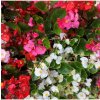 Begónia Nightlife Mix F1 - Begonia semperflorens - predaj semien - 12 ks