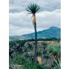 Yucca mixtecana mladý semenáčik