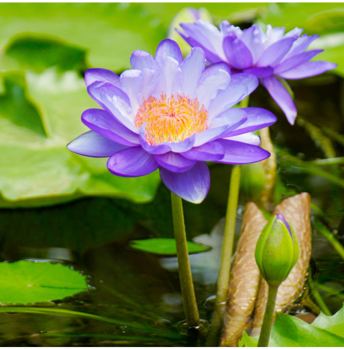 Lekno fialové - Nymphaea caerulea - semená lekna - 6 ks