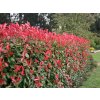 Červienka fraserová Robusta Compact, výška 60-100 cm, kvetináč 3 l