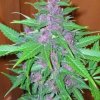 Phoenix Seeds - Good Shit Auto 3 ks - Semená neobsahujú THC.