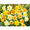 Mix narcisov 30 ks