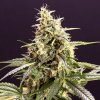Humboldt Seed Organization - Chem Bomb Auto 10 ks - Semená neobsahujú THC.